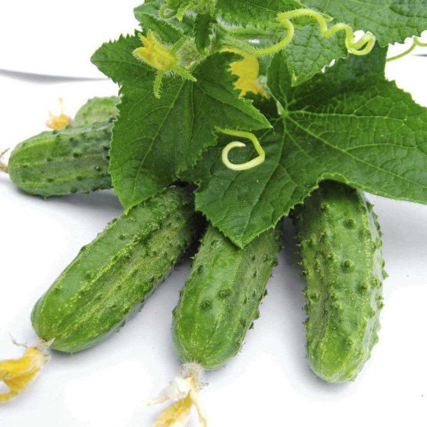 Семена огурца Регал F1 /0,5 кг семян/ *Tezier*