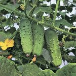 Огірок Соната F1 /250 г/ *Rijk Zwaan*