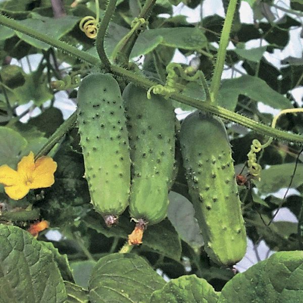 Семена огурца Соната F1 /250 г/ *Rijk Zwaan*