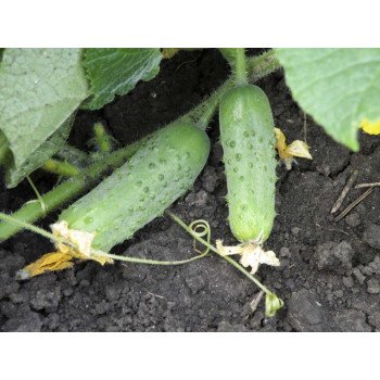 Огурец Соната F1 /250 г/ *Rijk Zwaan*