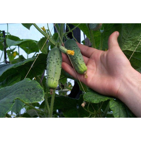 Насіння огірка Соната F1 /50 г/ *Rijk Zwaan*