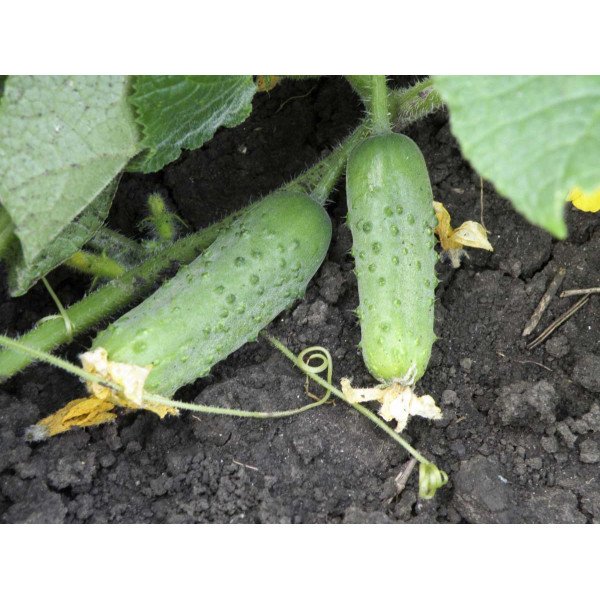 Насіння огірка Соната F1 /50 г/ *Rijk Zwaan*