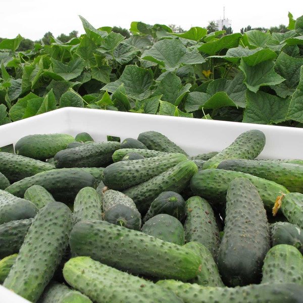 Семена огурца Спарта F1 /1.000 семян/ *Nunhems Zaden*