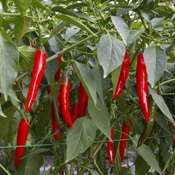 Семена перца острого Рэд Дэвил F1 /250 семян/ *United Genetics*