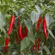 Семена перца острого Рэд Дэвил F1 /250 семян/ *United Genetics*