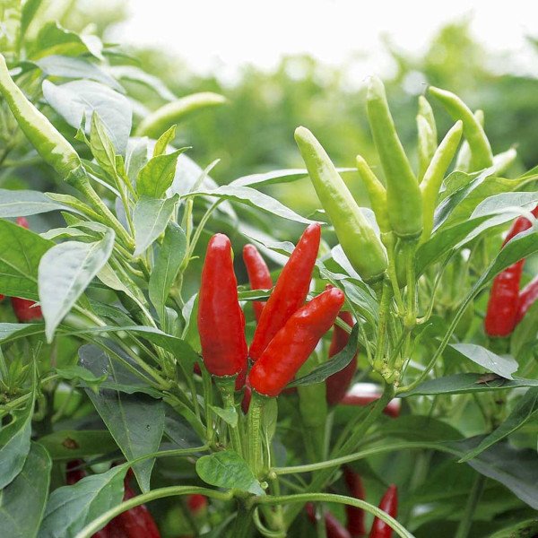 Семена перца острого Хай Флай F1 /500 семян/ *Nong Woo Bio*