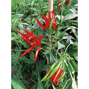 Перець гіркий Хай Флай F1 /500 насінин/ *Nong Woo Bio*