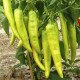Семена перца острого Хуэро F1 /250 семян/ *United Genetics*