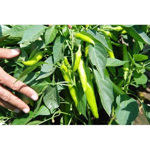 Семена перца острого Хуэро F1 /250 семян/ *United Genetics*