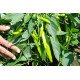 Семена перца острого Хуэро F1 /250 семян/ *United Genetics*