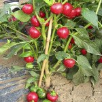 Перец острый Черри Файр F1 /1.000 семян/ *United Genetics*