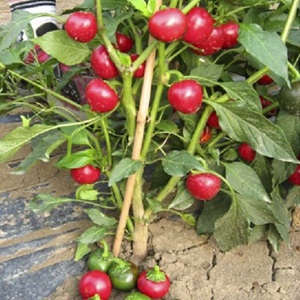 Семена перца острого Черри Файр F1 /1.000 семян/ *United Genetics*