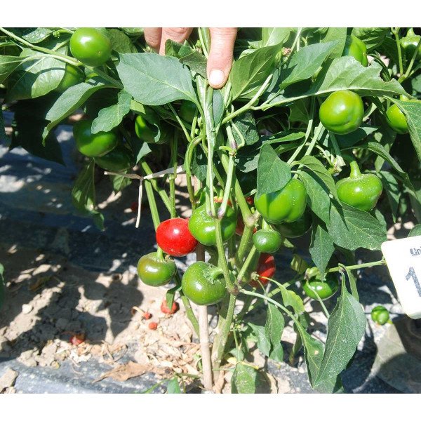 Семена перца острого Черри Файр F1 /1.000 семян/ *United Genetics*