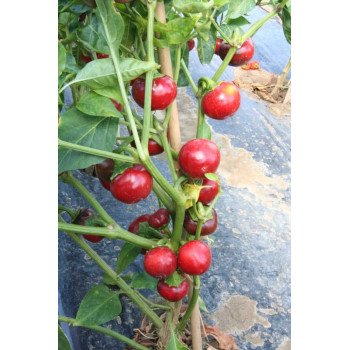 Перець гіркий Черрі Файр F1 /1.000 насінин/ *United Genetics*