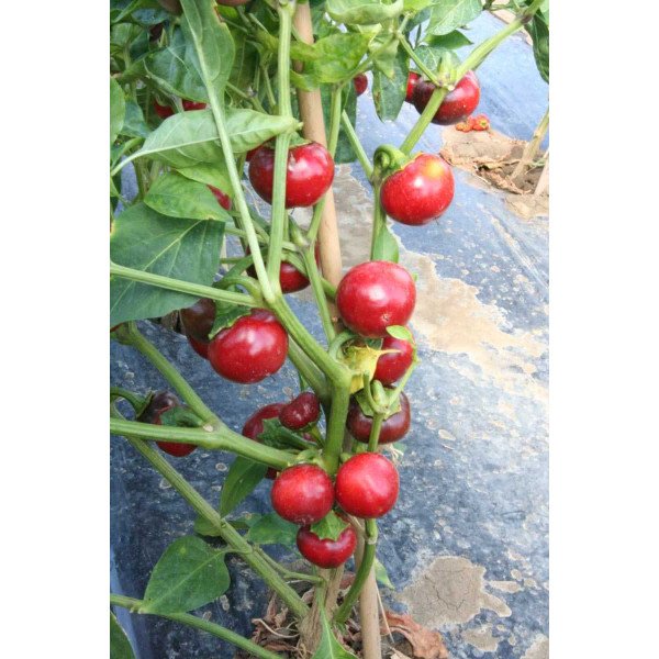 Семена перца острого Черри Файр F1 /1.000 семян/ *United Genetics*