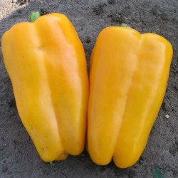 Перець солодкий Джеміні F1 /1.000 насінин/ *Nunhems Zaden*