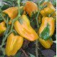 Насіння перцю солодкого Джеміні F1 /1.000 насінин/ *Nunhems Zaden*