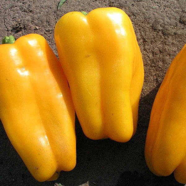 Насіння перцю солодкого Джеміні F1 /1.000 насінин/ *Nunhems Zaden*