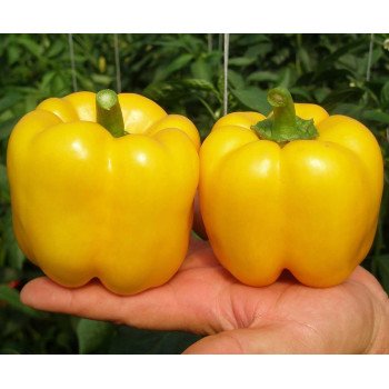 Перец сладкий Иланга F1 /500 семян/ *Rijk Zwaan*