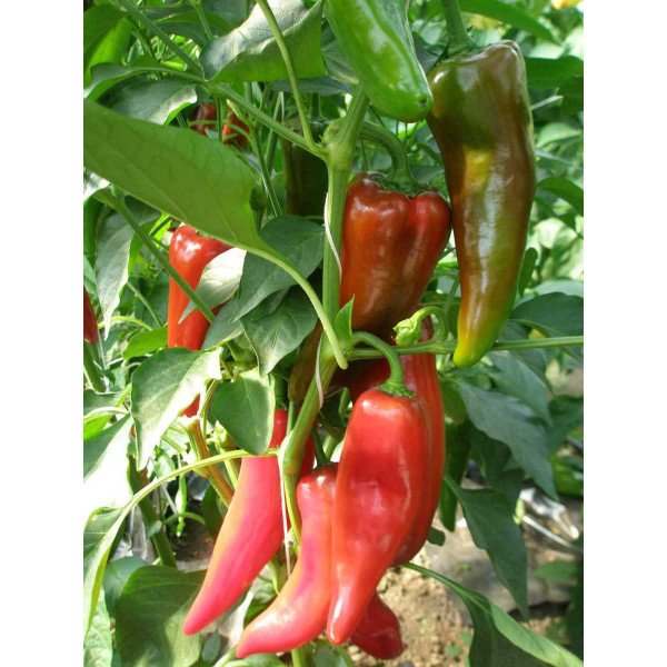 Насіння перцю солодкого Капі (Полька) F1 /1.000 насінин/ *Rijk Zwaan*