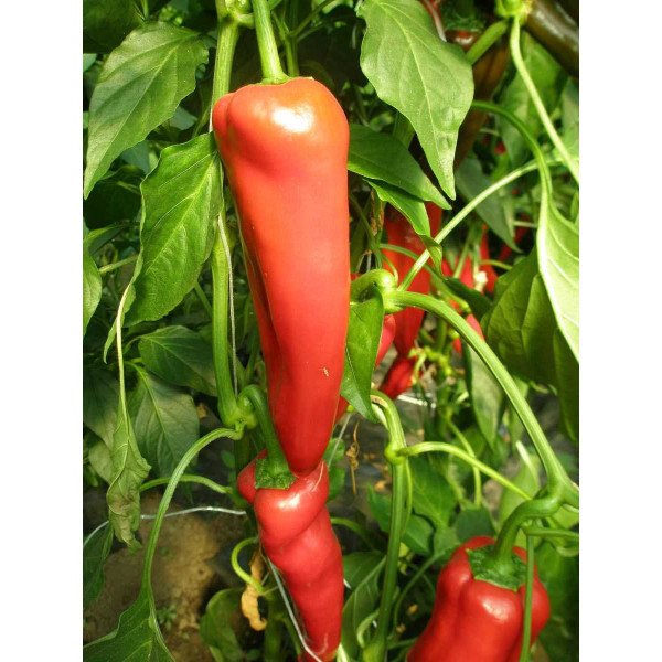 Насіння перцю солодкого Капі (Полька) F1 /1.000 насінин/ *Rijk Zwaan*