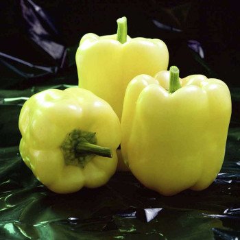 Перец сладкий Мадонна F1 /1.000 семян/ *Tezier*