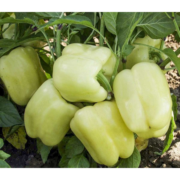 Насіння перцю солодкого Мадонна F1 /1.000 насінин/ *Tezier*