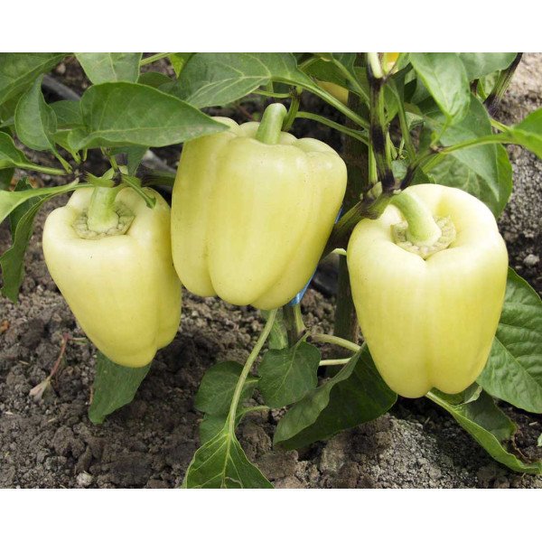 Насіння перцю солодкого Мадонна F1 /1.000 насінин/ *Tezier*