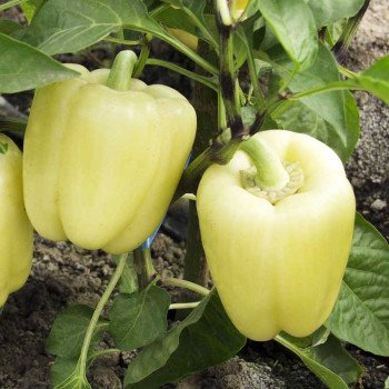Перец сладкий Мадонна F1 /500 семян/ *Tezier*