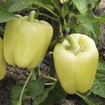 Перец сладкий Монтекристо F1 /1.000 семян/ *Tezier*