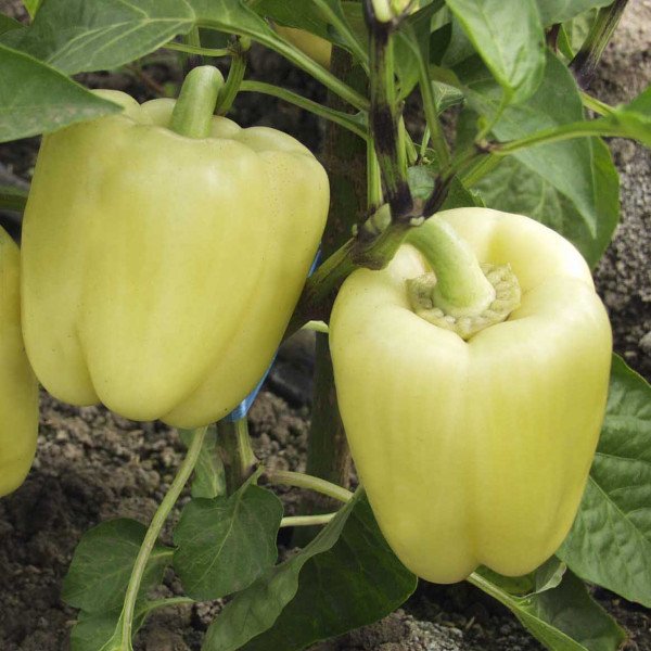 Насіння перцю солодкого Монтекристо F1 /1.000 насінин/ *Tezier*