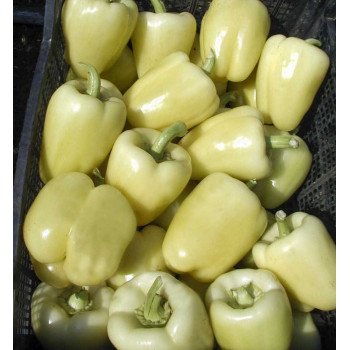 Перец сладкий Монтекристо F1 /1.000 семян/ *Tezier*