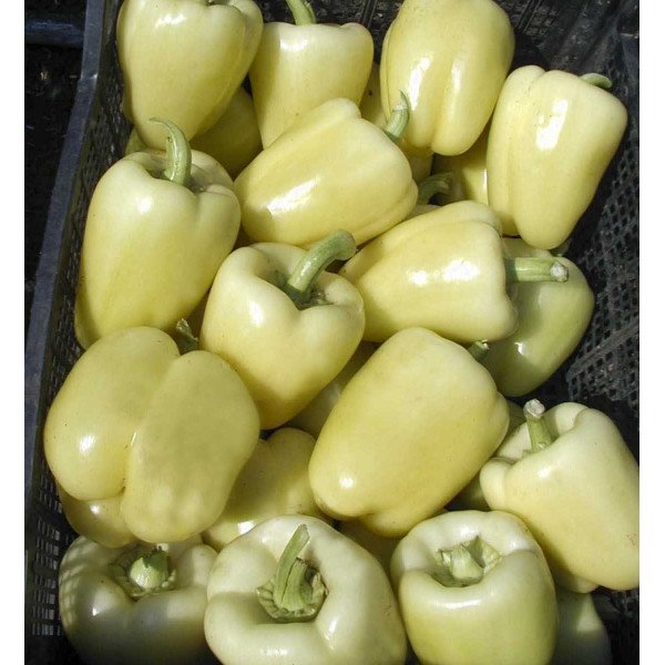 Насіння перцю солодкого Монтекристо F1 /1.000 насінин/ *Tezier*