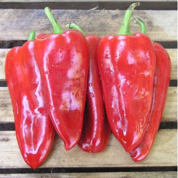 Перець солодкий Самандер F1 /1.000 насінин/ *Nunhems Zaden*