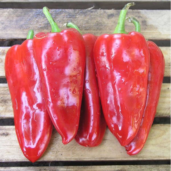 Насіння перцю солодкого Самандер F1 /1.000 насінин/ *Nunhems Zaden*