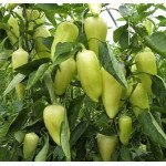 Перец сладкий Сноувайт (Видре) F1 /500 семян/ *Rijk Zwaan*