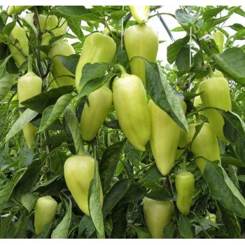 Перец сладкий Сноувайт (Видре) F1 /500 семян/ *Rijk Zwaan*