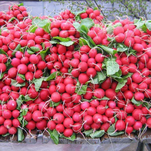 Насіння редиски Дабел F1 /10.000 насінин/ *Nunhems Zaden*