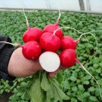 Редис Покер /50 грамм/ *Bejo Zaden*