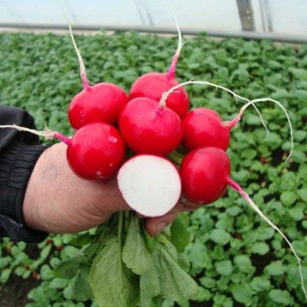 Насіння редиски Покер /50 грам/ *Bejo Zaden*