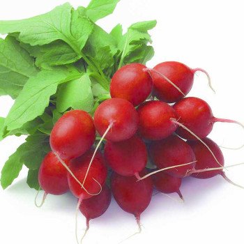 Редис Рондил /50 г/ *Rijk Zwaan*