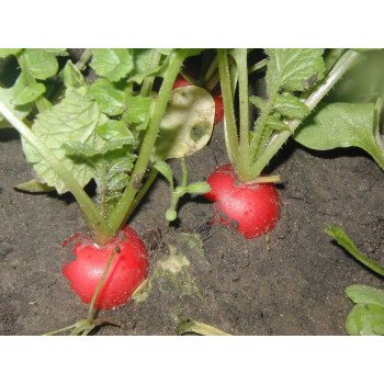 Редис Рудольф /50 грамм/ *Bejo Zaden*