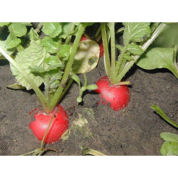 Насіння редиски Рудольф /50 грам/ *Bejo Zaden*