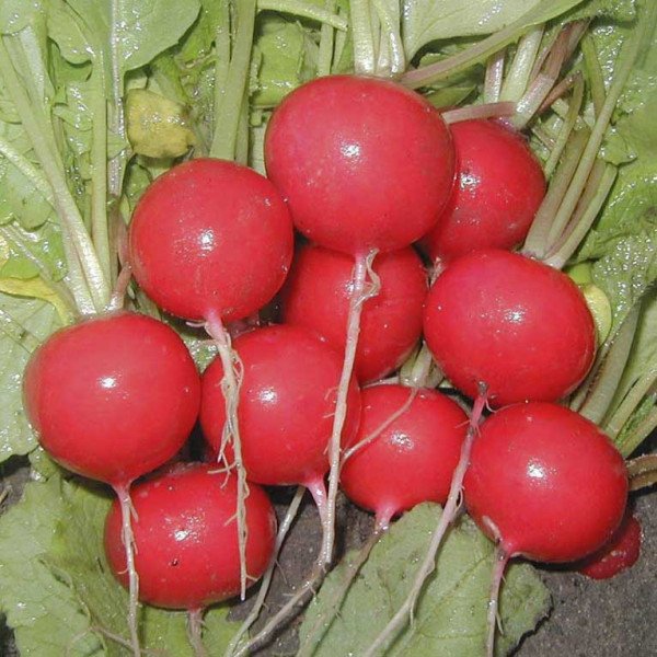 Насіння редиски Рудольф /500 г/ *Bejo Zaden*