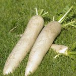 Редька Мино Эрли Лонг Вайт F1 /10.000 семян/ *Nong Woo Bio*
