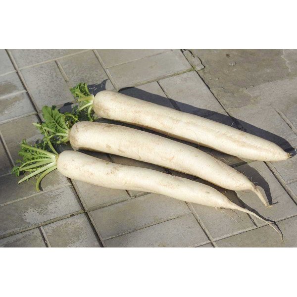 Семена редьки Мино Эрли Лонг Вайт F1 /10.000 семян/ *Nong Woo Bio*