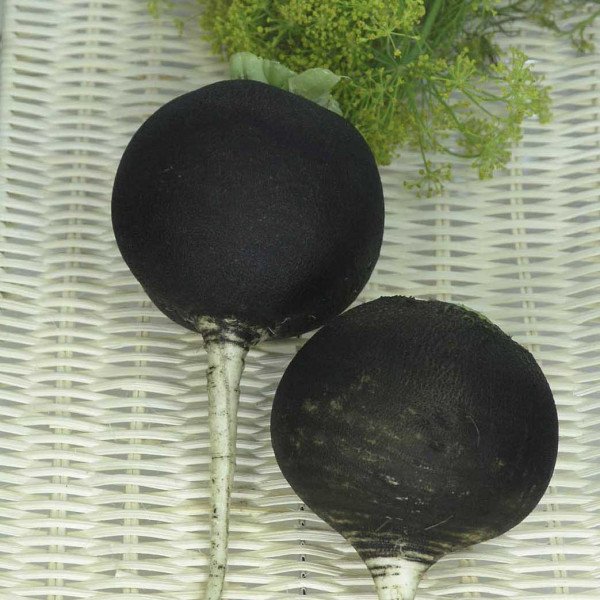 Семена редьки Блэк Спэниш Раунд /0,5 кг семян/ *Anseme*