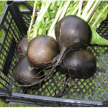 Редька Блек Спеніш Раунд /0,5 кг насіння/ *Anseme*