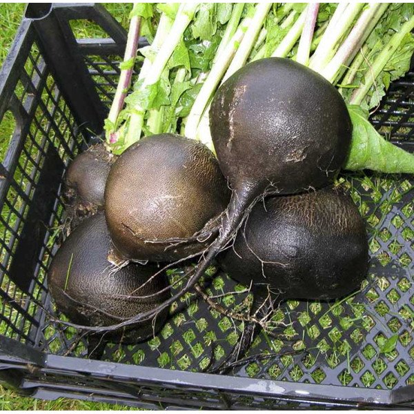 Семена редьки Блэк Спэниш Раунд /0,5 кг семян/ *Anseme*