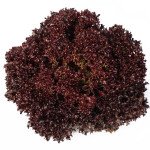 Салат Кармези /5.000 семян драже/ *Rijk Zwaan*